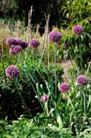 Allium flowers in vegetable patch