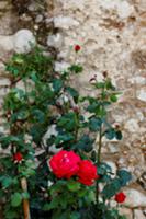 Climbing rose on wall of house