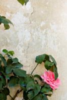 Pink climbing rose on wall of house