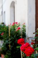 Red climbing roses on wall of house