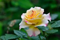 Yellow rose in garden