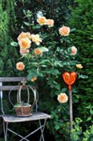 Apricot shrub rose, garden chair and ornamental st