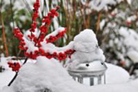 Different lanterns and red berries in wintery gard