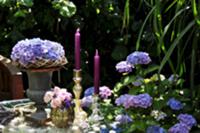 Summery table centre of hydrangeas and candlestick