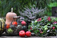 Autumnal table decoration with ornamental gourds, 