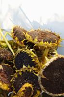 Dried sunflower heads