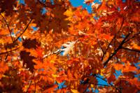 Autumnal maple tree