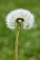 A dandelion clock