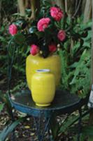 Yellow vases of camellias on chair in garden