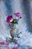 Violet roses in antique vase