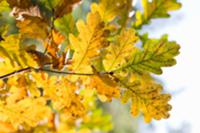 Autumnal oak leaves on the branch