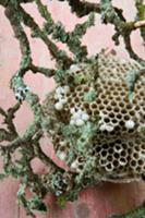 Fragment of wasp nest and elder branch overgrown w