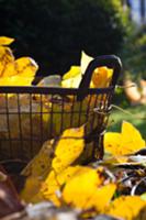 Autumn leaves and wire basket on lawn