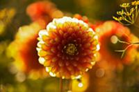 Zinnias in garden