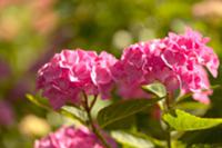 Pink hydrangeas in garden