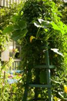 Pumpkin plant climbing up trellis in garden