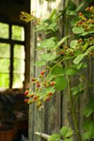 Brambles scrambling up wooden wall