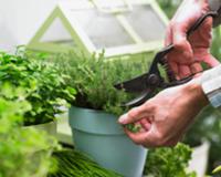 Cutting thyme in a pot