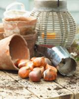 Tulip bulbs on a garden table