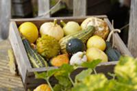 Various ornamental gourds in wooden crate