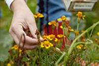 Picking marigold seeds