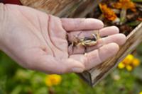 Hand showing marigold seeds