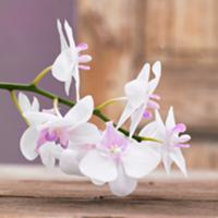 White orchids (close-up)