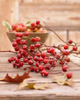 Autumnal centrepiece of rosehip twigs