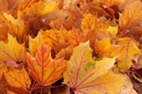 Autumnal oak leaves