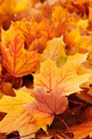 Autumnal oak leaves