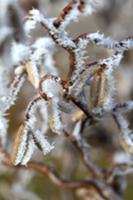 Hazel nut branch with hoarfrost