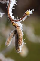 Hazel nut branch with hoarfrost