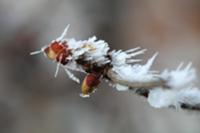 Hazel nut branch with hoarfrost