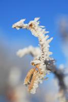 Hazel nut branch with hoarfrost