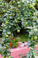 Table set with pink tablecloth under apple tree