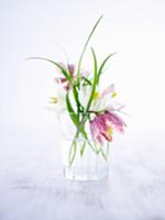 Snake's head fritillaries in glass of water