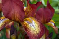 Iris (close-up)