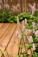 Garden flowers next to wooden jetty (close-up)