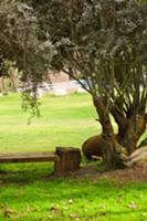 Wooden bench under olive tree