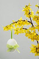 Forsythia (Forsythia intermedia) with Easter egg