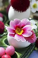 Pink primula and bellis flowers in Easter egg shel