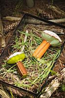 Hand-sewn felt and fabric mushrooms on grass in me