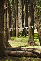 Garland of paper mushrooms hung between two trees 