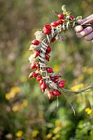 Tying a wreath of rose hips