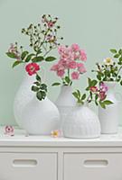 Various types of wild roses in white china vases