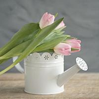 Pink tulips on top of white vintage-style watering