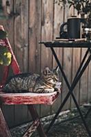 Cat on wooden chair next to set table in garden