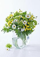 Bouquet of ox-eye daisies, viburnum and cotton lav