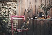 Cat on wooden chair next to table set with fig tar