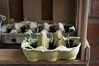 Seedlings sprouting in egg boxes